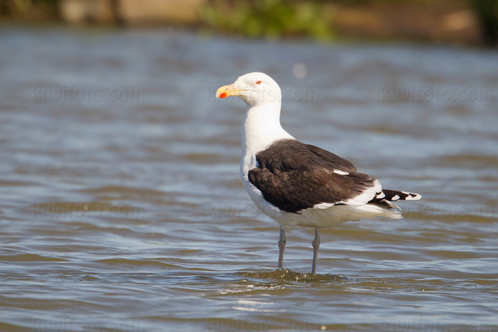 Great Black-backed Gull Picture @ Kiwifoto.com