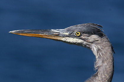 Great Blue Heron Picture @ Kiwifoto.com