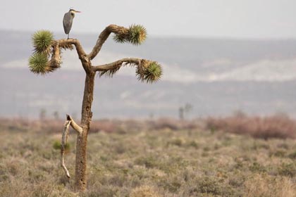 Great Blue Heron Photo @ Kiwifoto.com