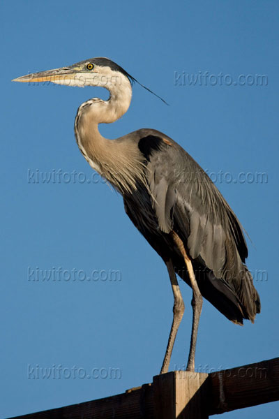 Great Blue Heron Picture @ Kiwifoto.com