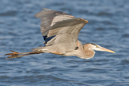 Great Blue Heron Picture @ Kiwifoto.com