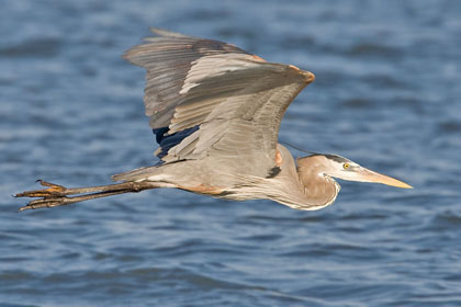 Great Blue Heron Image @ Kiwifoto.com