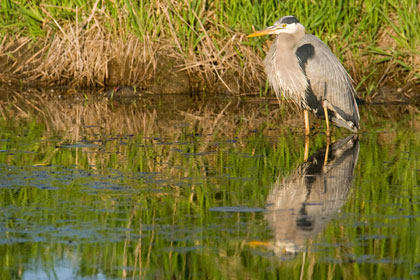 Great Blue Heron Picture @ Kiwifoto.com