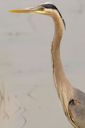 Great Blue Heron Image @ Kiwifoto.com