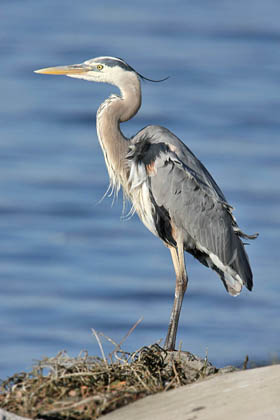 Great Blue Heron Picture @ Kiwifoto.com