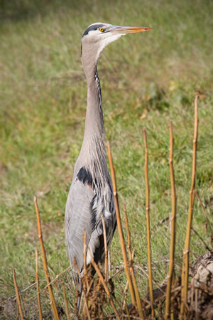 Great Blue Heron Picture @ Kiwifoto.com