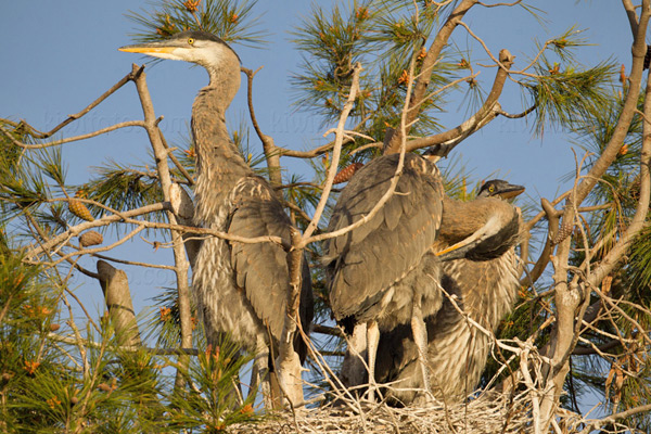 Great Blue Heron Picture @ Kiwifoto.com