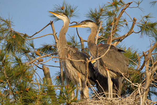 Great Blue Heron Picture @ Kiwifoto.com