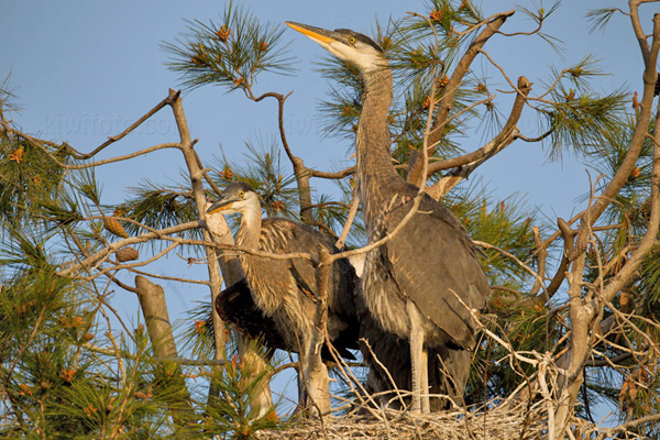 Great Blue Heron Image @ Kiwifoto.com