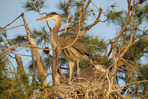 Great Blue Heron Picture @ Kiwifoto.com