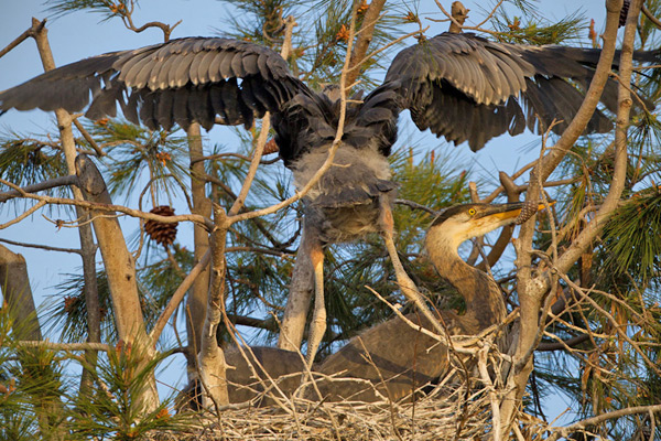 Great Blue Heron Image @ Kiwifoto.com