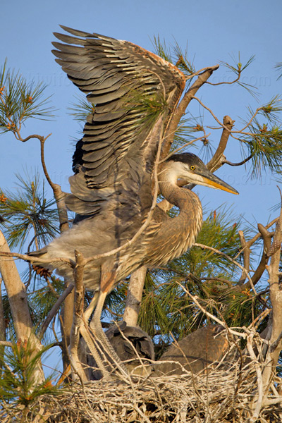 Great Blue Heron Image @ Kiwifoto.com