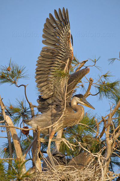 Great Blue Heron Picture @ Kiwifoto.com