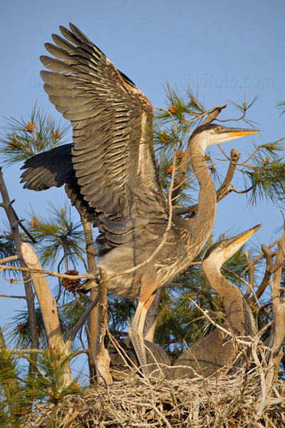 Great Blue Heron Picture @ Kiwifoto.com