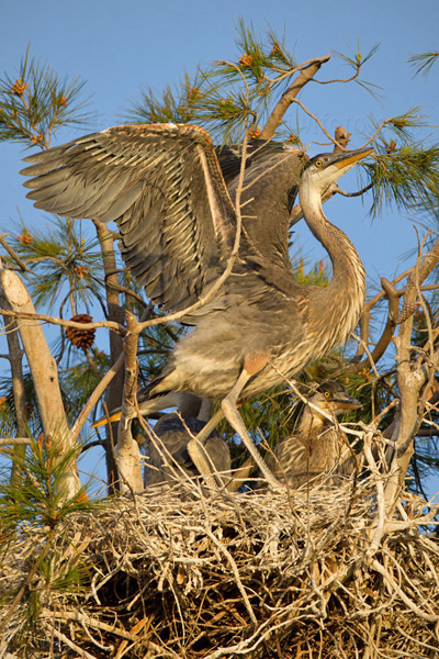 Great Blue Heron Picture @ Kiwifoto.com