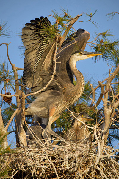 Great Blue Heron Image @ Kiwifoto.com