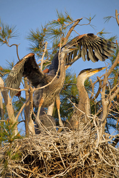 Great Blue Heron Image @ Kiwifoto.com