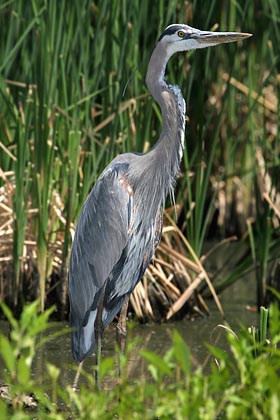 Great Blue Heron Image @ Kiwifoto.com