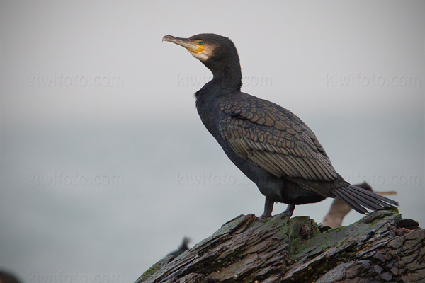 Great Cormorant