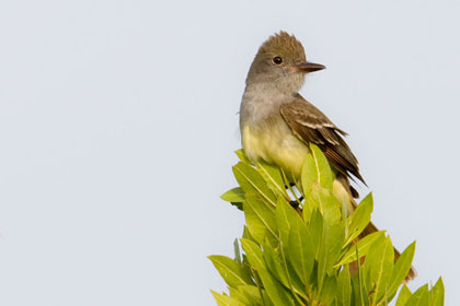 Great Crested Flycatcher Image @ Kiwifoto.com