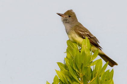 Great Crested Flycatcher Image @ Kiwifoto.com