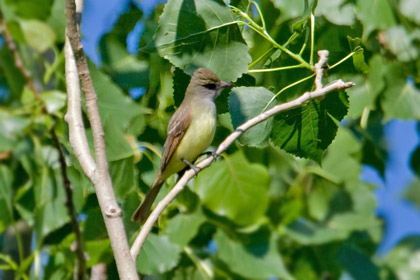 Great Crested Flycatcher Picture @ Kiwifoto.com