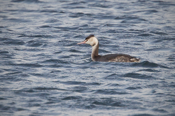 Great Crested Grebe