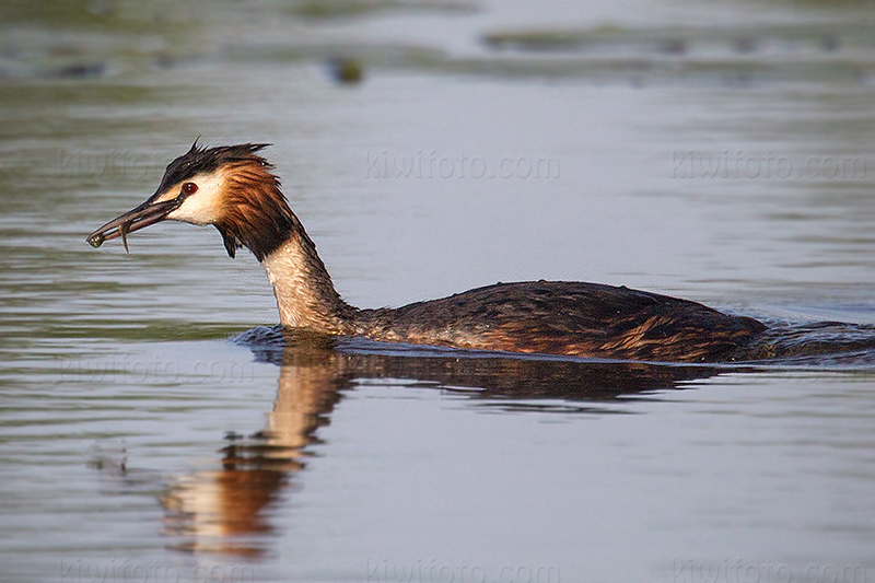 Great Crested Grebe Picture @ Kiwifoto.com