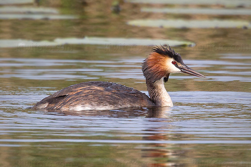 Great Crested Grebe @ Zouweboezem, Utrecht, Netherlands