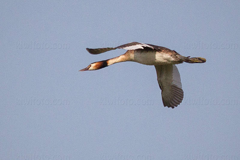 Great Crested Grebe Picture @ Kiwifoto.com