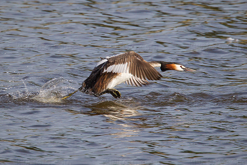 Great Crested Grebe Image @ Kiwifoto.com