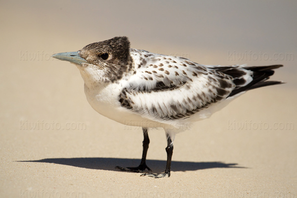 Great Crested Tern Picture @ Kiwifoto.com