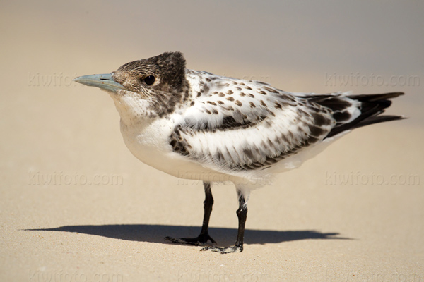 Great Crested Tern Image @ Kiwifoto.com