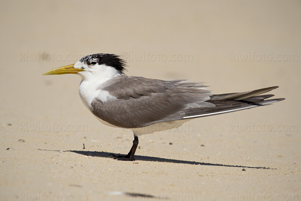 Great Crested Tern