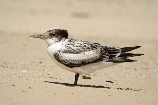 Great Crested Tern Image @ Kiwifoto.com