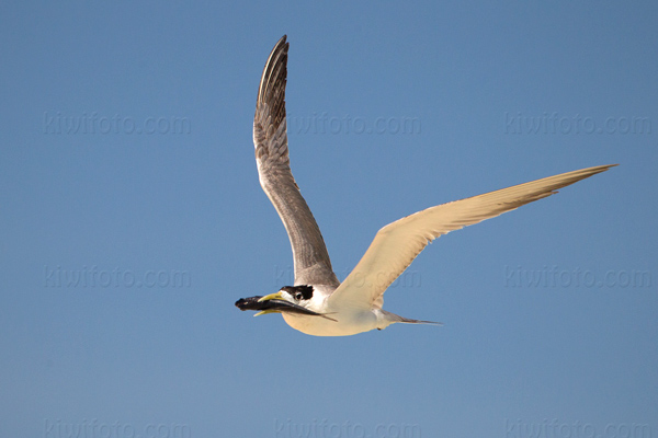 Great Crested Tern Image @ Kiwifoto.com