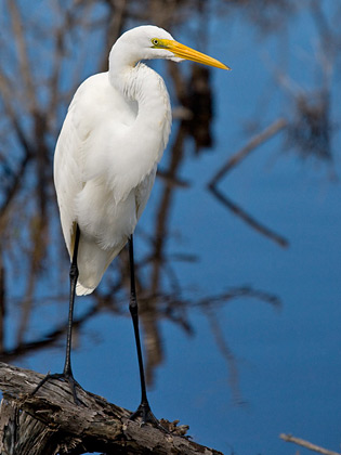 Great Egret Image @ Kiwifoto.com