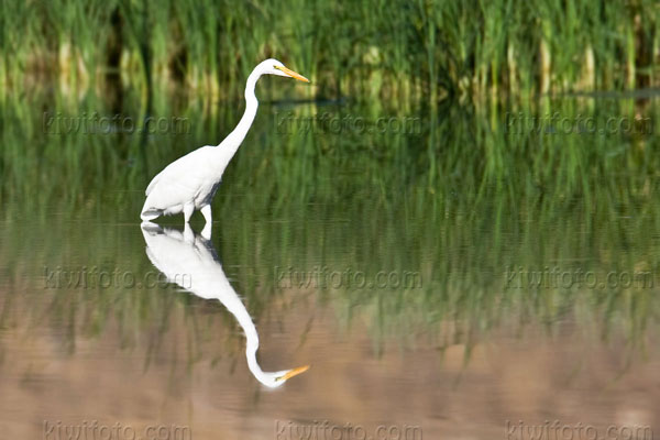 Great Egret Photo @ Kiwifoto.com