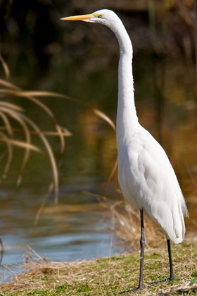 Great Egret Picture @ Kiwifoto.com