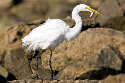 Great Egret Image @ Kiwifoto.com