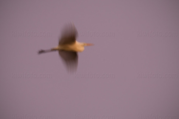 Great Egret Image @ Kiwifoto.com