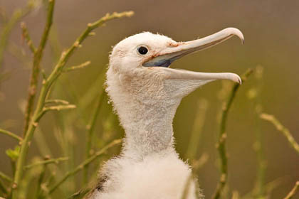 Great Frigatebird Image @ Kiwifoto.com