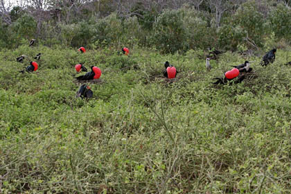 Great Frigatebird Picture @ Kiwifoto.com