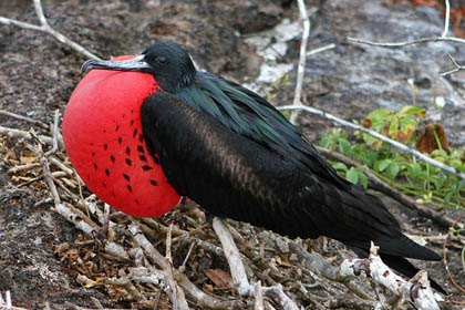 Great Frigatebird Picture @ Kiwifoto.com