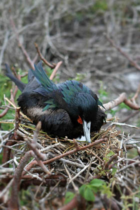 Great Frigatebird Picture @ Kiwifoto.com