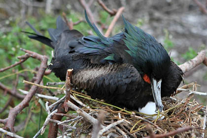 Great Frigatebird Image @ Kiwifoto.com