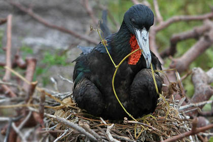 Great Frigatebird Picture @ Kiwifoto.com