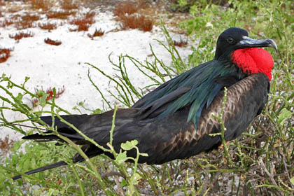 Great Frigatebird Image @ Kiwifoto.com