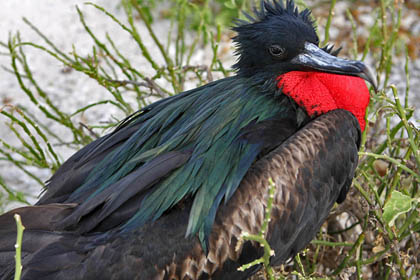 Great Frigatebird Image @ Kiwifoto.com