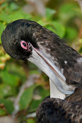 Great Frigatebird Image @ Kiwifoto.com